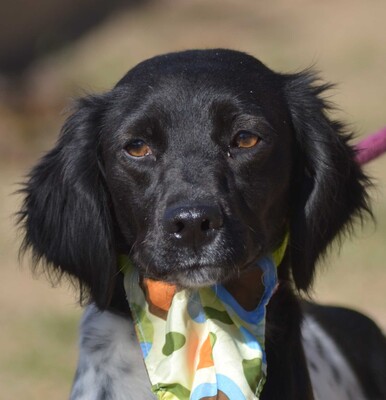 KEA - Linares, Epagneul Breton - kastriert - Hündin