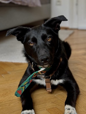 KEISHA - R E S E R V I E R T !!!!! verschmust, anhänglich, fröhlich, neugierig, lebhaft, sehr gelehrig, katzenverträglich, anfangs schüchtern