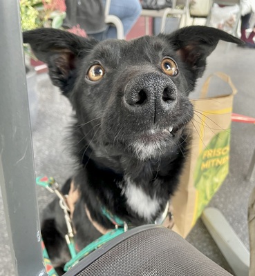 KEISHA - R E S E R V I E R T !!!!! verschmust, anhänglich, fröhlich, neugierig, lebhaft, sehr gelehrig, katzenverträglich, anfangs schüchtern, Mischling (Video auf HP) - Betreuungsplatz Wien - Hündin