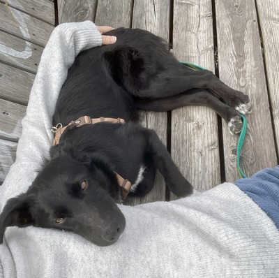 KEISHA - R E S E R V I E R T !!!!! verschmust, anhänglich, fröhlich, neugierig, lebhaft, sehr gelehrig, katzenverträglich, anfangs schüchtern, Mischling (Video auf HP) - Betreuungsplatz Wien - Hündin