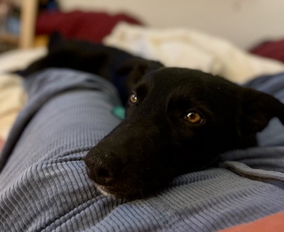 KEISHA - R E S E R V I E R T !!!!! verschmust, anhänglich, fröhlich, neugierig, lebhaft, sehr gelehrig, katzenverträglich, anfangs schüchtern, Mischling (Video auf HP) - Betreuungsplatz Wien - Hündin