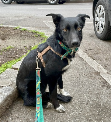 KEISHA - verschmust, anhänglich, fröhlich, neugierig, lebhaft, sehr gelehrig, katzenverträglich, anfangs schüchtern, braucht bei Männern etwas Zeit, Mischling (Video auf HP) - Betreuungsplatz Wien - Hündin
