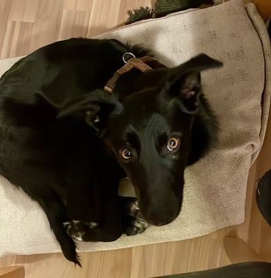 KEISHA - verschmust, anhänglich, fröhlich, neugierig, lebhaft, sehr gelehrig, katzenverträglich, anfangs schüchtern, braucht bei Männern etwas Zeit, Mischling (Video auf HP) - Betreuungsplatz Wien - Hündin