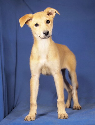 KELLY - R E S E R V I E R T !!!!! außerordentlich liebenswert, aufgeschlossen, verschmust, anhänglich, fröhlich, lebhaft, verspielt, katzenverträglich, Mischling Welpen - Hündin