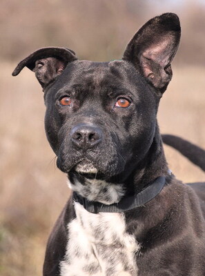 KELLY - temperamentvoll, lebhaft, klug, bei ihren Bezugspersonen anhänglich und verschmust, bei Fremden zunächst unsicher und misstrauisch und, American Staffordshire Terrier - Hündin