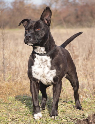 KELLY - temperamentvoll, lebhaft, klug, bei ihren Bezugspersonen anhänglich und verschmust, bei Fremden zunächst unsicher und misstrauisch und, American Staffordshire Terrier - Hündin