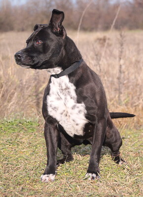 KELLY - temperamentvoll, lebhaft, klug, bei ihren Bezugspersonen anhänglich und verschmust, bei Fremden zunächst unsicher und misstrauisch und, American Staffordshire Terrier - Hündin