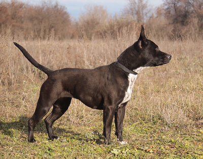 KELLY - temperamentvoll, lebhaft, klug, bei ihren Bezugspersonen anhänglich und verschmust, bei Fremden zunächst unsicher und misstrauisch und, American Staffordshire Terrier - Hündin