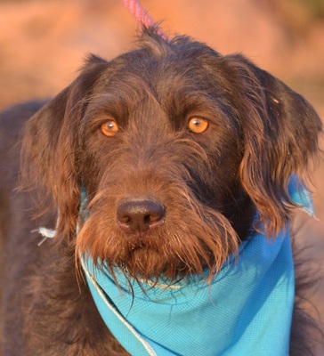 KENDRA - Linares, - Hündin