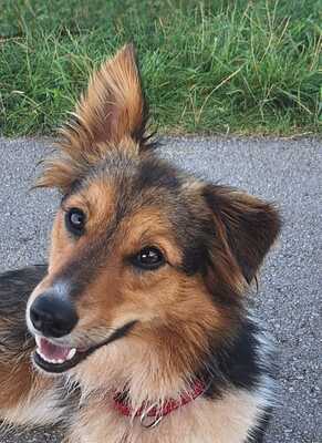 KETHY, Sheltie-Bordercolliemix - Hündin
