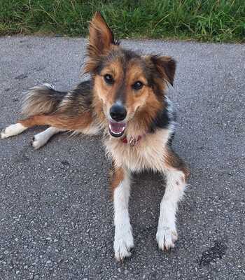 KETHY, Sheltie-Bordercolliemix - Hündin