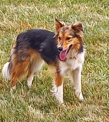 KETHY, Sheltie-Bordercolliemix - Hündin
