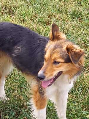 KETHY, Sheltie-Bordercolliemix - Hündin