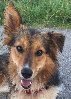KETHY, Sheltie-Bordercolliemix - Hündin