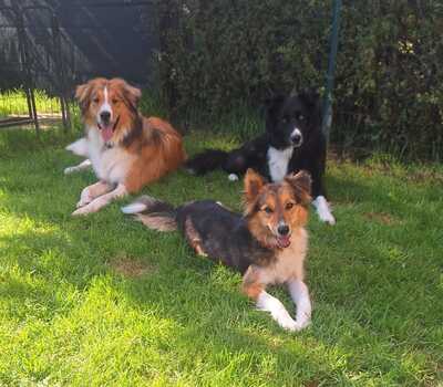 KETHY, Sheltie-Bordercolliemix - Hündin