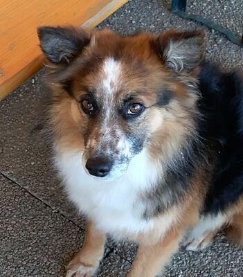 KEVIN 10, Mischling - Rüde