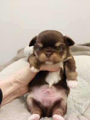 KEVIN, Chihuahua Welpen - Rüde