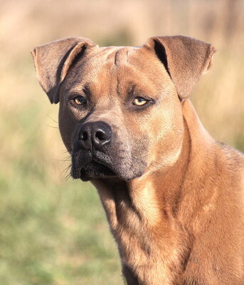 KEVIN - sehr freundlich, verschmust, temperamentvoll, lebhaft, fröhlich, als Zweithund zu einer Hündin, American Staffordshire Terrier (Video-Link vorhanden) - Rüde