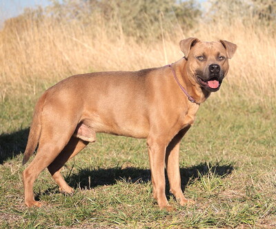 KEVIN - sehr freundlich, verschmust, temperamentvoll, lebhaft, fröhlich, als Zweithund zu einer Hündin, American Staffordshire Terrier (Video-Link vorhanden) - Rüde