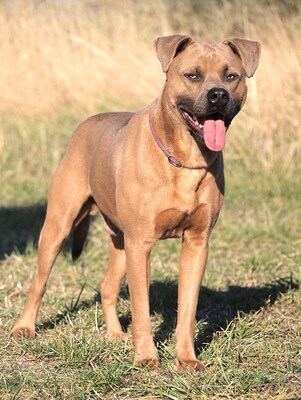 KEVIN - sehr freundlich, verschmust, temperamentvoll, lebhaft, fröhlich, als Zweithund zu einer Hündin, American Staffordshire Terrier (Video-Link vorhanden) - Rüde