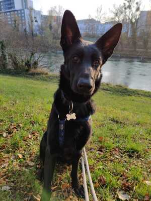 KIARA 11 Kimchie, Schäfermischling - Hündin