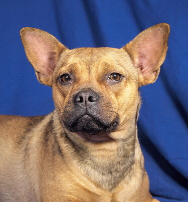 KIARA - überaus freundlich, lustig, temperamentvoll, sensibel, neugierig, intelligent, als Zweithund zu einem Rüden, Französische Bulldogge Mischling - Hündin