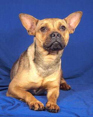 KIARA - überaus freundlich, lustig, temperamentvoll, sensibel, neugierig, intelligent, als Zweithund zu einem Rüden, Französische Bulldogge Mischling - Hündin