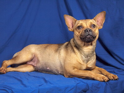 KIARA - überaus freundlich, lustig, temperamentvoll, sensibel, neugierig, intelligent, als Zweithund zu einem Rüden, Französische Bulldogge Mischling - Hündin