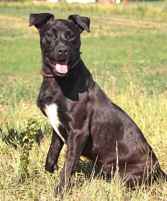 KIKI - freundlich, ausgeglichen, treu, anhänglich, gelehrig, sehr lebhaft, als Zweithund zu einem Rüden