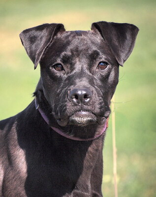 KIKI - freundlich, ausgeglichen, treu, anhänglich, gelehrig, sehr lebhaft, als Zweithund zu einem Rüden, Mischling - Hündin