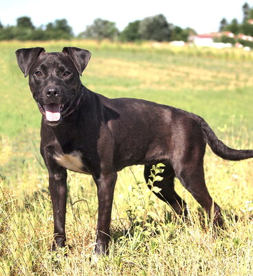 KIKI - freundlich, ausgeglichen, treu, anhänglich, gelehrig, sehr lebhaft, als Zweithund zu einem Rüden, Mischling - Hündin