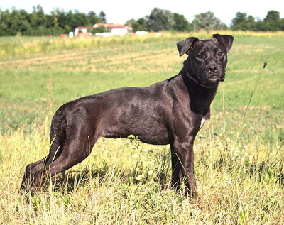 KIKI - freundlich, ausgeglichen, treu, anhänglich, gelehrig, sehr lebhaft, als Zweithund zu einem Rüden, Mischling - Hündin