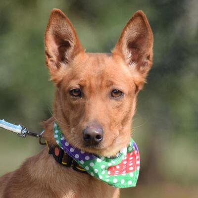 KIM - Ubeda, Podenco - kastriert - Hündin