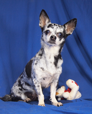 KIMI - R E S E R V I E R T !!!!! anfangs sehr ängstlich, freundlich, sehr anhänglich, intelligent, lebhaft, neugierig, katzenverträglich, könnte in manchen Situationen schnappen