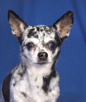 KIMI - R E S E R V I E R T !!!!! anfangs sehr ängstlich, freundlich, sehr anhänglich, intelligent, lebhaft, neugierig, katzenverträglich, könnte in manchen Situationen schnappen, Chihuahua - Hündin