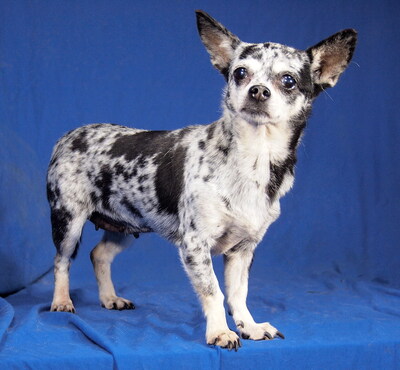 KIMI - R E S E R V I E R T !!!!! anfangs sehr ängstlich, freundlich, sehr anhänglich, intelligent, lebhaft, neugierig, katzenverträglich, könnte in manchen Situationen schnappen, Chihuahua - Hündin