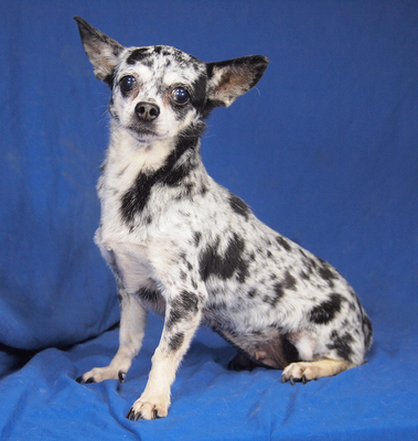 KIMI - anfangs sehr ängstlich, freundlich, sehr anhänglich, intelligent, lebhaft, neugierig, katzenverträglich, könnte in manchen Situationen schnappen, Chihuahua - Hündin