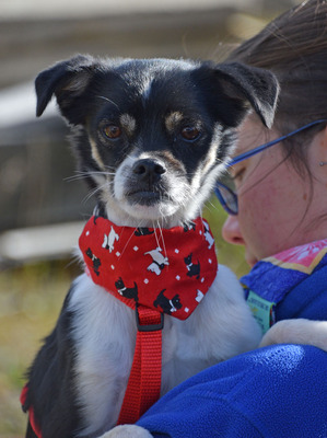 KING - Linares, Mischling - kastriert - Rüde