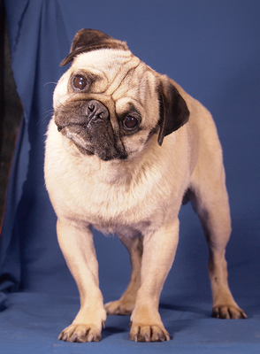 KING - R E S E R V I E R T !!!!! NOTFALL - SPENDENAUFRUF! verschmust, aufgeschlossen, sehr freundlich, anhänglich, katzenverträglich, Mops - Rüde