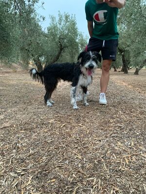 KISCO, Schnauzer-Mix - Rüde