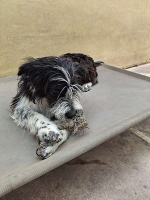 KISCO, Schnauzer-Mix - Rüde