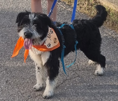 KISCO, Schnauzer-Mix - Rüde