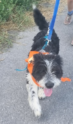 KISCO, Schnauzer-Mix - Rüde
