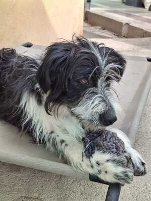 KISCO, Schnauzer-Mix - Rüde