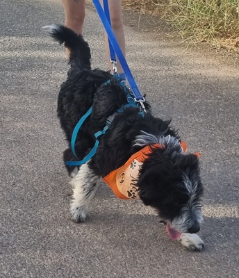 KISCO, Schnauzer-Mix - Rüde