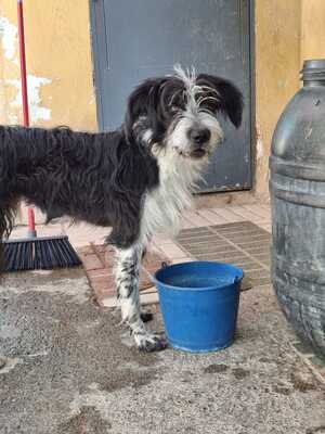 KISCO, Schnauzer-Mix - Rüde
