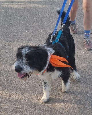 KISCO, Schnauzer-Mix - Rüde