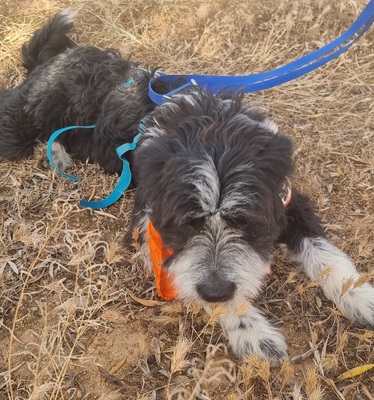 KISCO, Schnauzer-Mix - Rüde