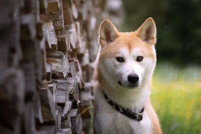 KITA, AKITA INU - Hündin