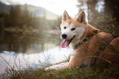 KITA, AKITA INU - Hündin